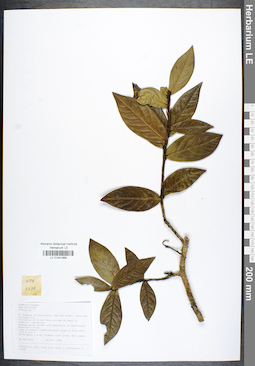 LE 01041968