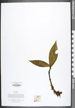 LE 01041974
