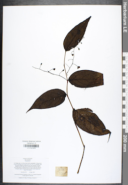 LE 01041979
