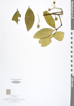 LE 01041992