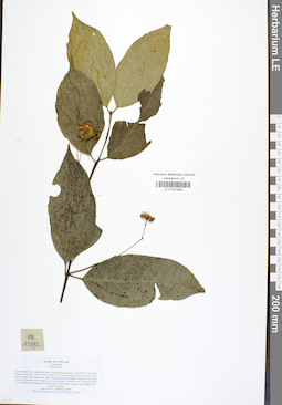 LE 01041993
