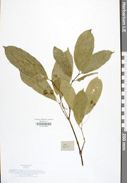 LE 01041994