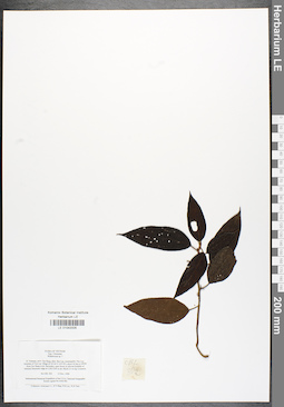 LE 01042005