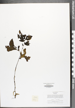 LE 01042013