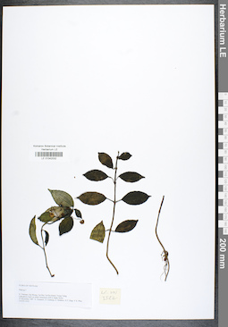 LE 01042032