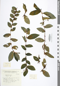 LE 01042058