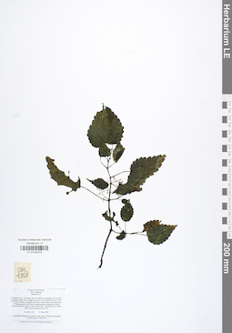 LE 01042074