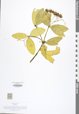 LE 01042102