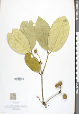 LE 01042103
