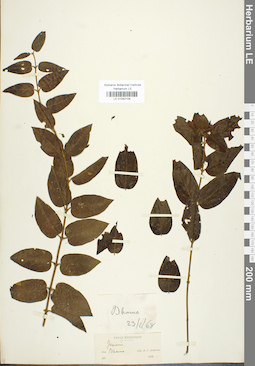 LE 01042104