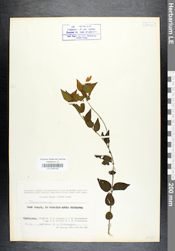 LE 01042105