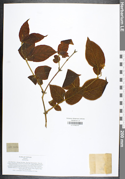LE 01042107