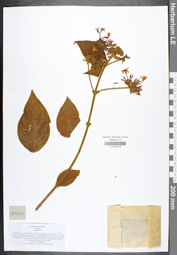 LE 01042108