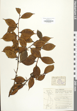 LE 01042124