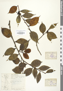 LE 01042125