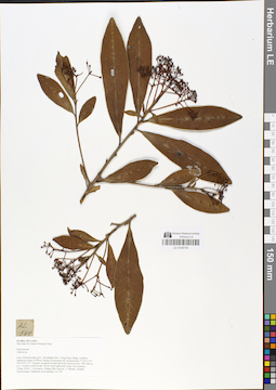 LE 01048194
