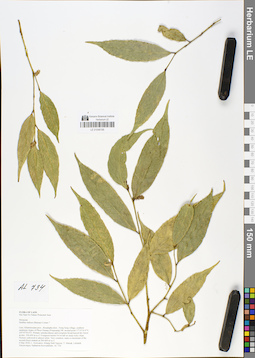 LE 01048195