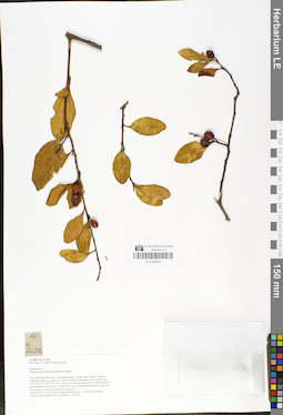 LE 01049204