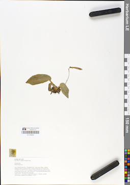 LE 01048204