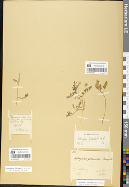 LE 01052032