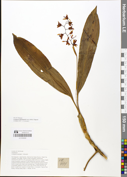 LE 01050393