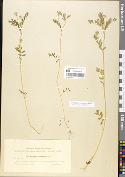 LE 01052077