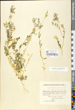 LE 01052079