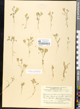 LE 01052124