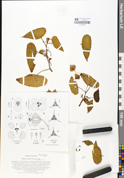 LE 01049365