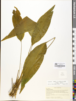 LE 01050166