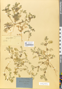 LE 01052151