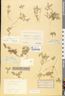 LE 01052152