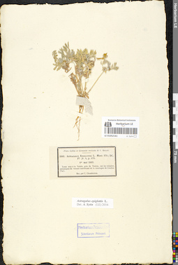 LE 01052161