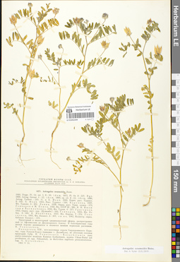 LE 01052244