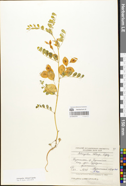 LE 01052276