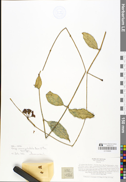 LE 01049404