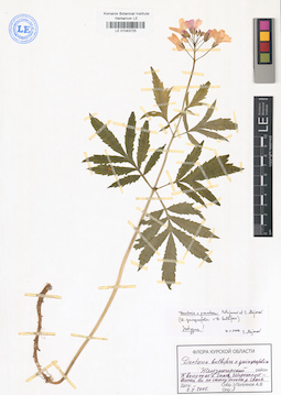 LE 01043725