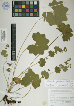 LE 01043526