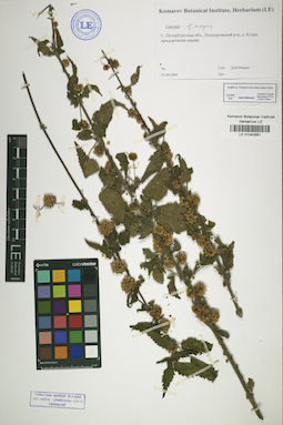 LE 01042991
