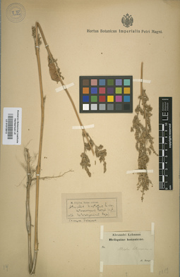 LE 01013813