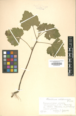 LE 01010216