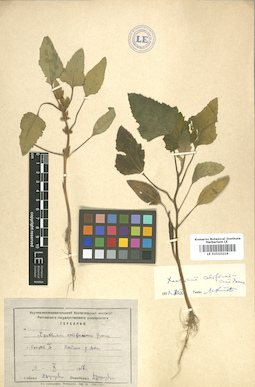 LE 01010219