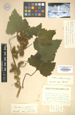 LE 01010226