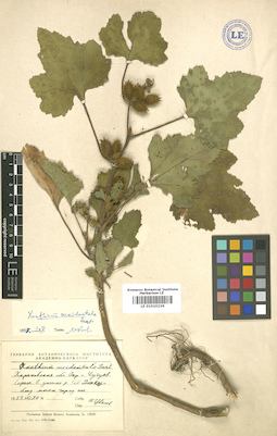 LE 01010236