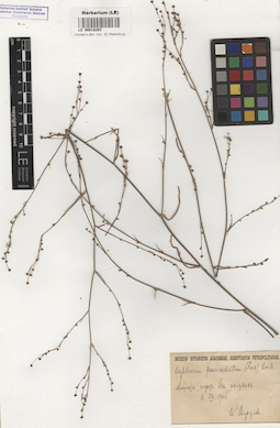 LE 00018203