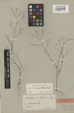 LE 00018205