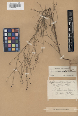 LE 00018208