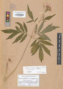 LE 01043726