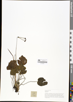 LE 01049502
