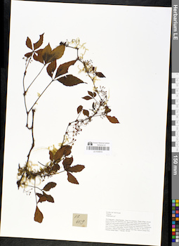 LE 01049516
